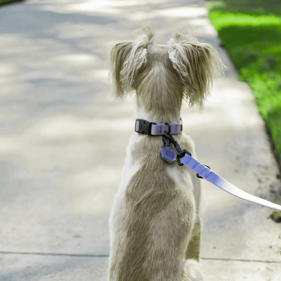 Heather Purple Leash and Collar Set
