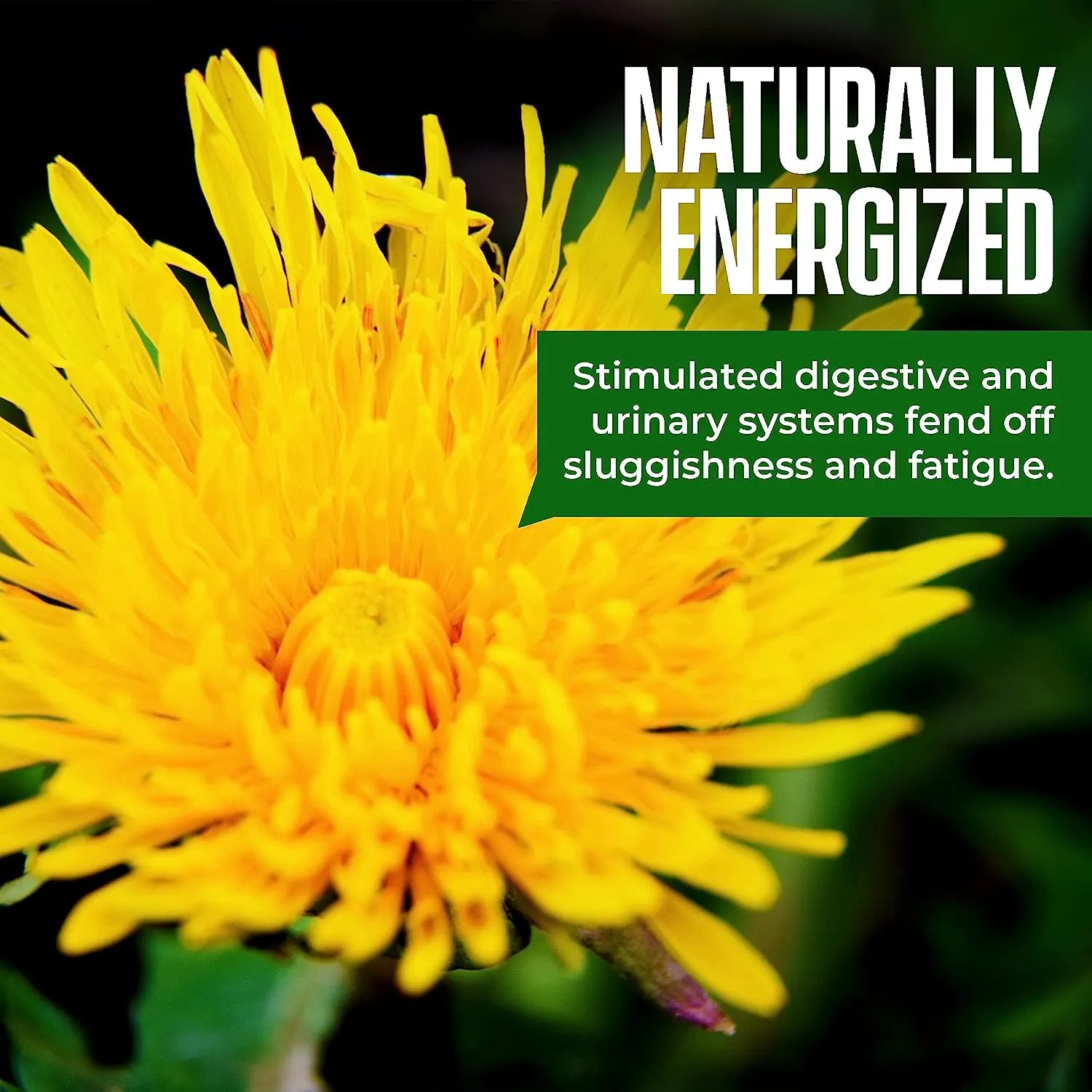 New Kiss Me Organics Dandelion Root Tea 1 Pack (20 Bags) of Organic Dandelion Root Digestive Detox Tea Vitamin Rich Teabags to Cleanse and Help Boost Immunity﻿ BB Sep/23